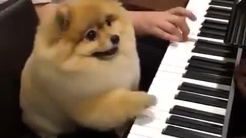 Dog plays piano So cute !!