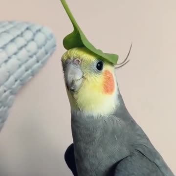 Parrot wonderful song