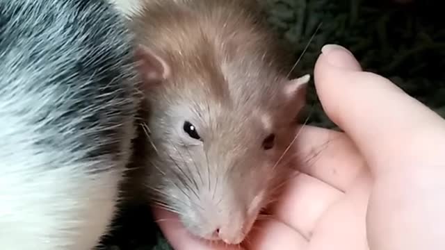 Cute rabbit baby very hungry and eating