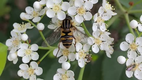 Full pollen packs on the magnolia, and weird impersonation bee bug…..