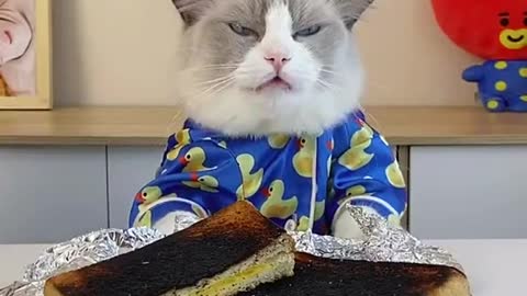 Meowsician in the house 😉☺️