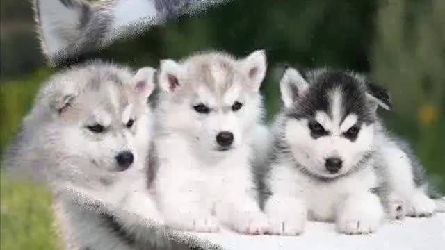 Photos of Husky Puppies Cuties / Cute Puppies / The Most Beautiful Puppies in the World #2022 #2023