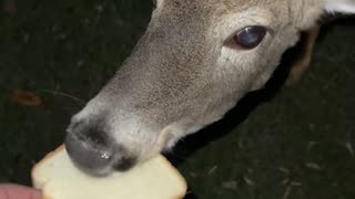 Tonya the Deer Gently Accepts Bread