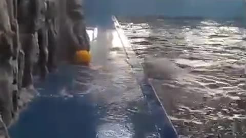 Dolphin catch a ball