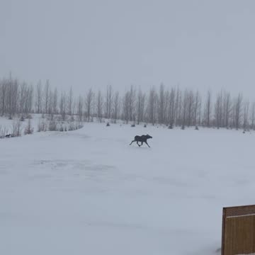 May as well be chasing a greyhound bus ?