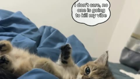 Life is fine for cat