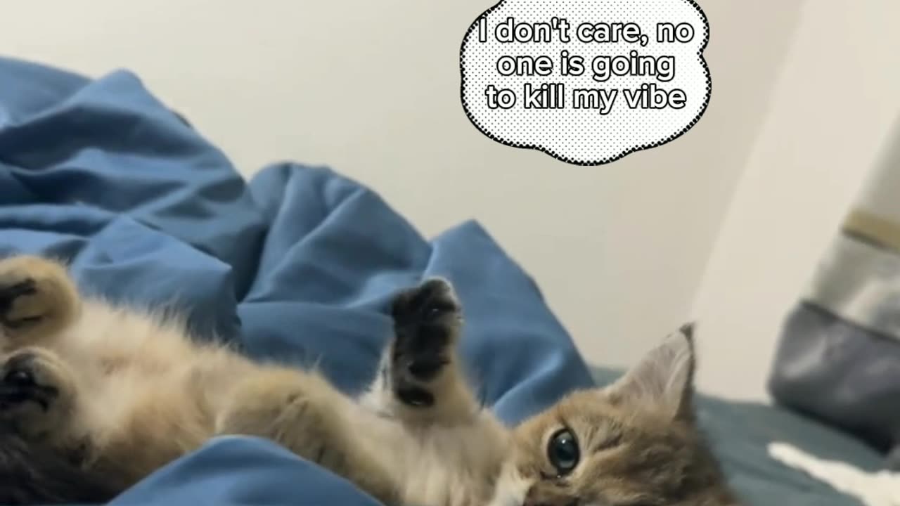 Life is fine for cat