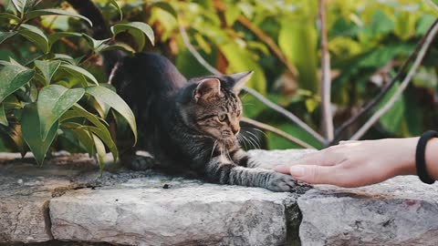 Little Kitten Playing With Human