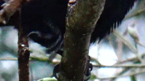 Injured Cowbird