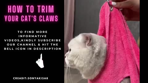 HOW TO TRIM YOUR CAT'S CLAWS