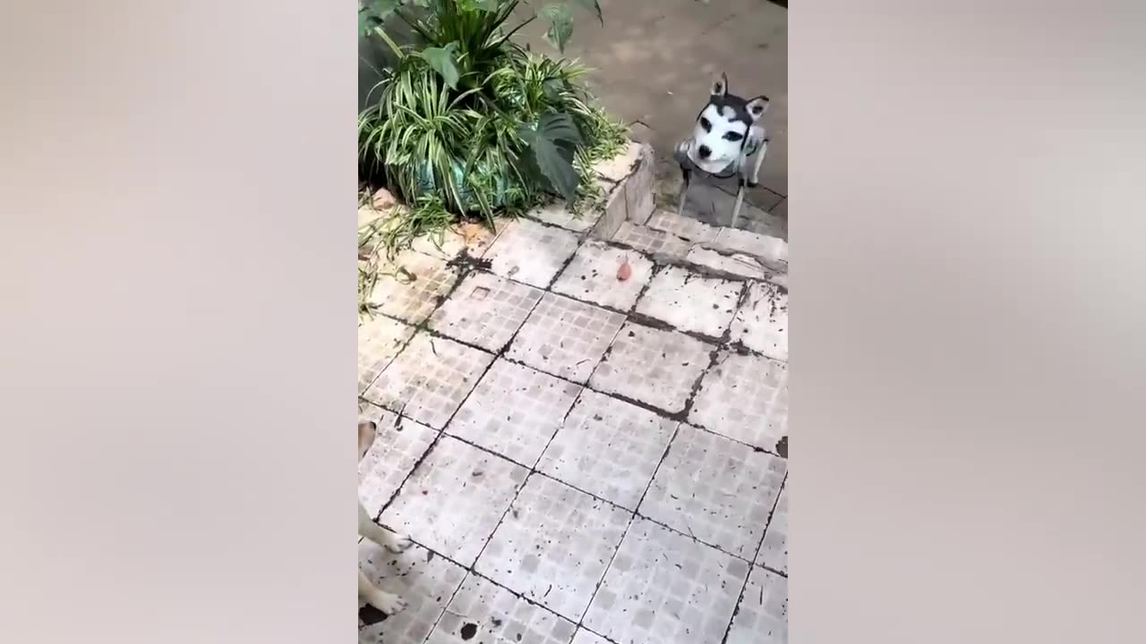 Hewan Terlucu 2023 π Video Kucing dan Anjing Lucu πΊπΆ