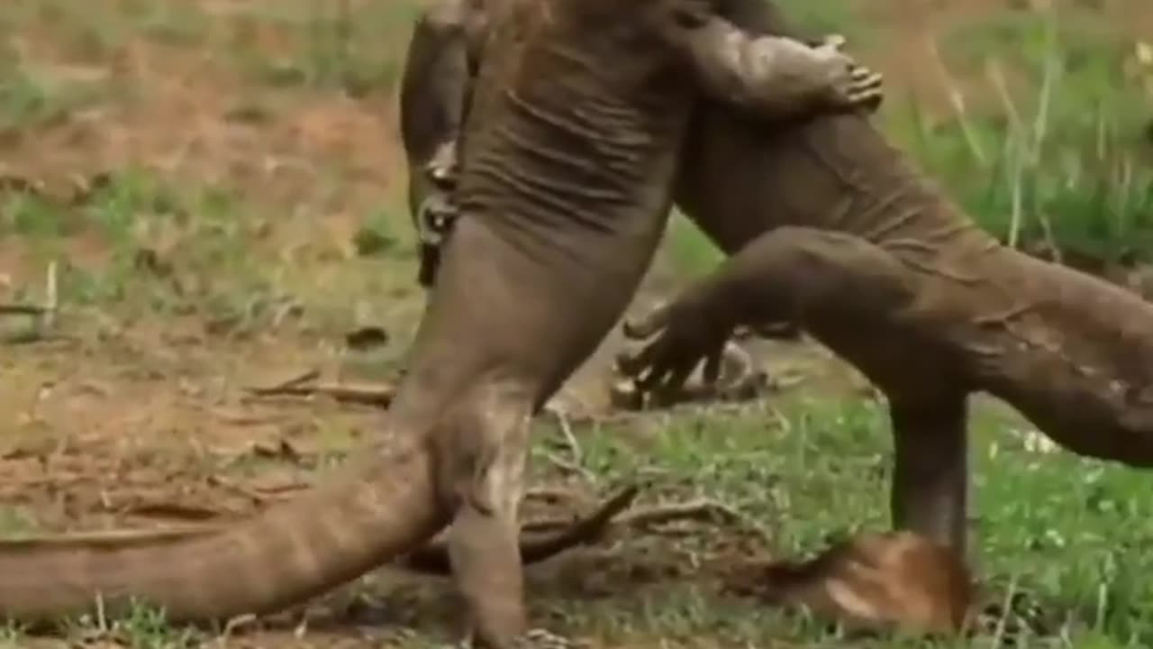 Wildlife in closer view with a natural perspective.