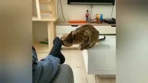 Funny animals