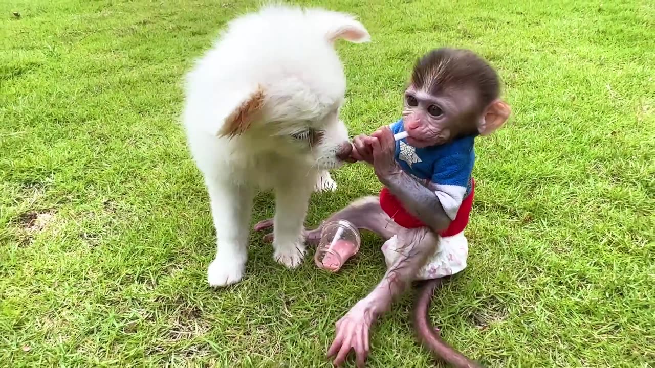 Chu Chu Baby monkey goes to harvest watermelon and drinks smoothies with puppy in the farm