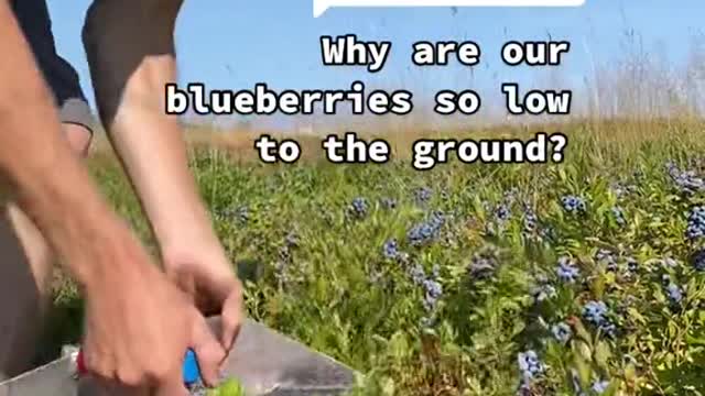 Why are our blueberries so lowto the ground?