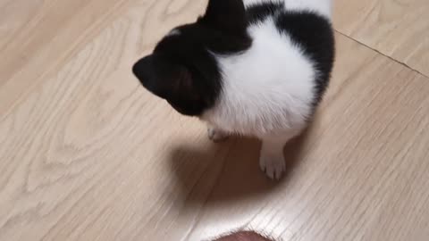 dog and robot vacuum cleaner