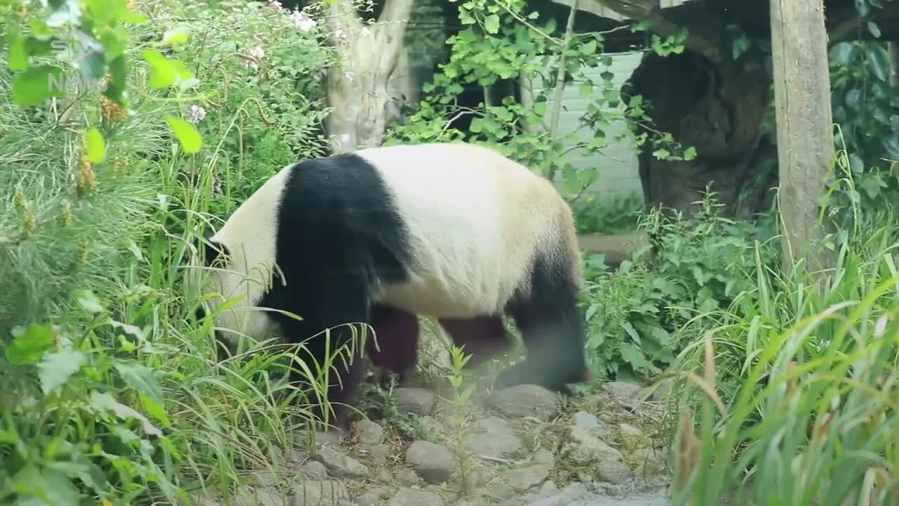 Edinburgh Zoo’s giant pandas to stay in Scotland for another two years