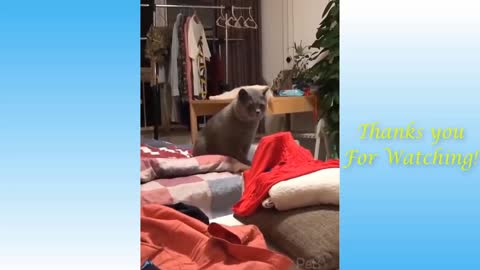 Funny Cat Videos Cat daily