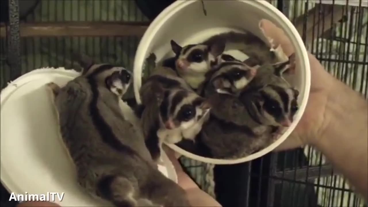 SUGAR GLIDERS Flying - Funny & Cute Compilation