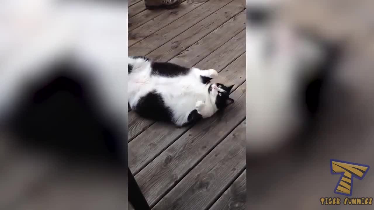 Best Funniest Videos The most popular CAT videos