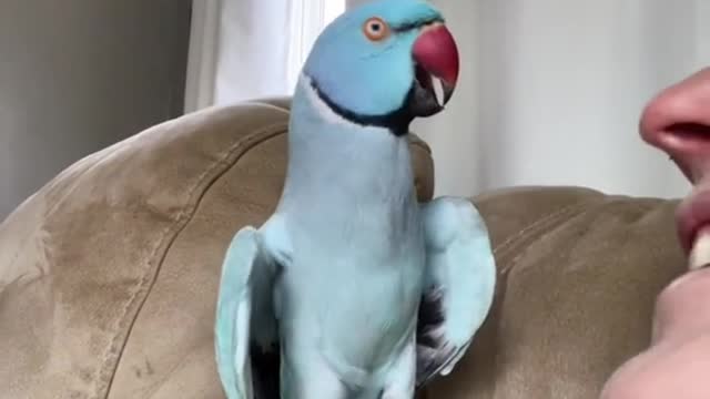 clever parrot talking parrot