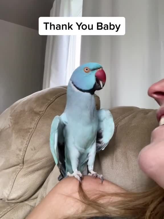 clever parrot talking parrot