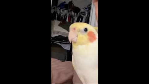 Rare Video of Birds🦜