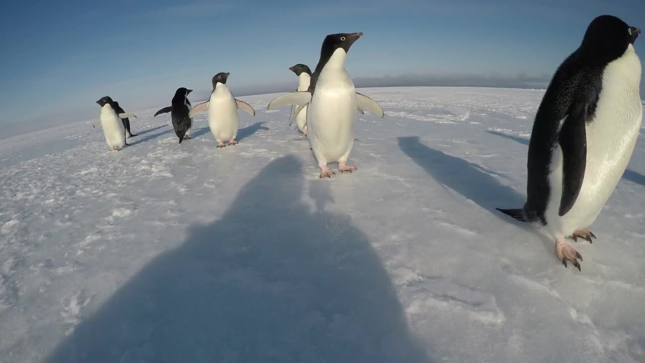 The Curiousity of a Penguin