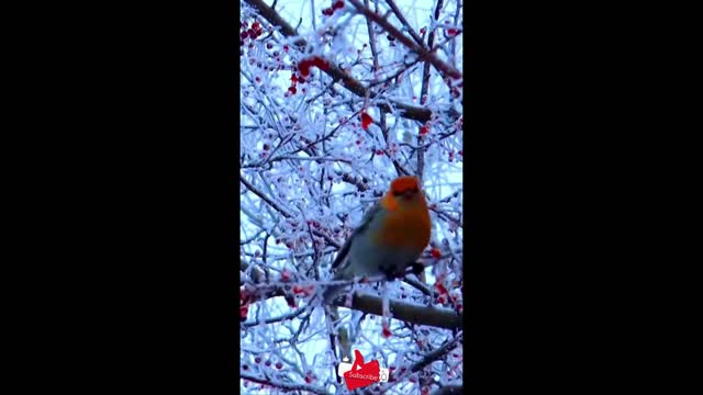 Winter Snow Drop Relaxing Music #Shorts