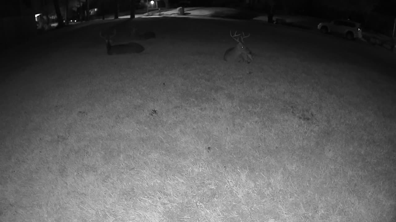 (22min) Relaxing video of Sleeping deer - Whitetail deer in my Houston neighborhood