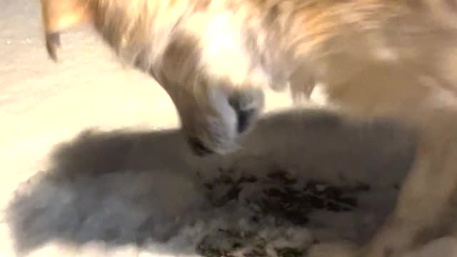 Golden Retriever Attacks Shadows in the Snow