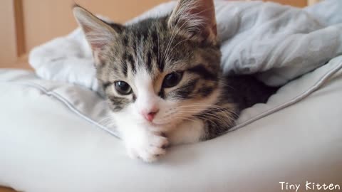 Kitten Coco got a pet bed