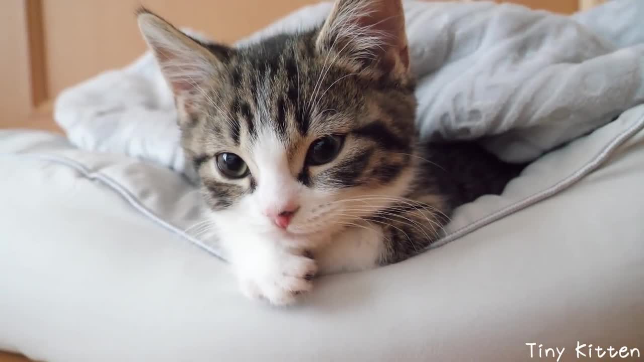 Kitten Coco got a pet bed