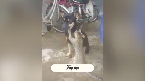 Fummy animals😂cat and dog funny video