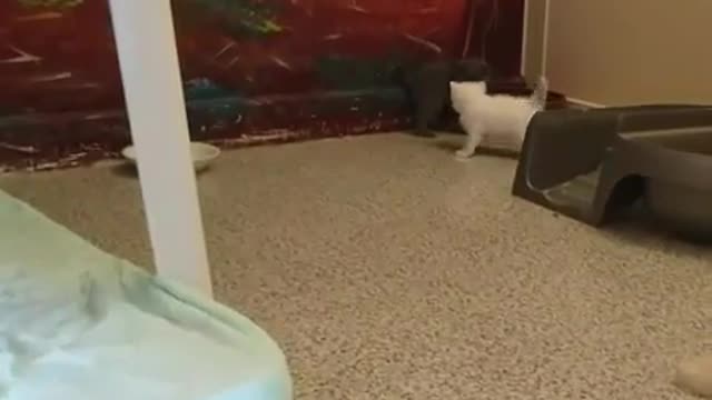 Uma visão fascinante dos bastidores de Gato