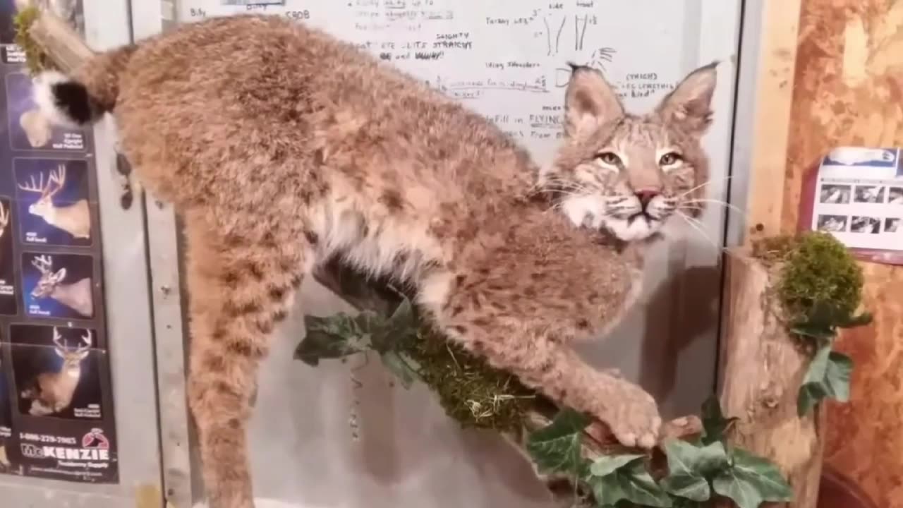 How to Mount a Bobcat A-Z