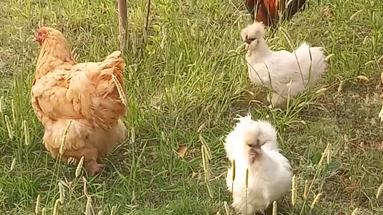 Pets | Pet hens and rooster