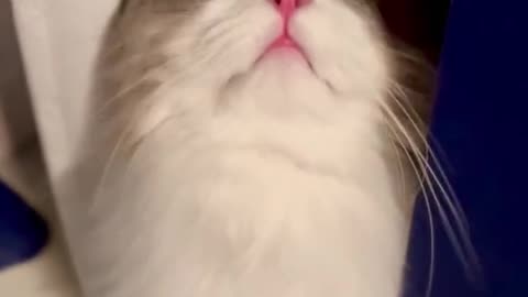Cute funny cat video