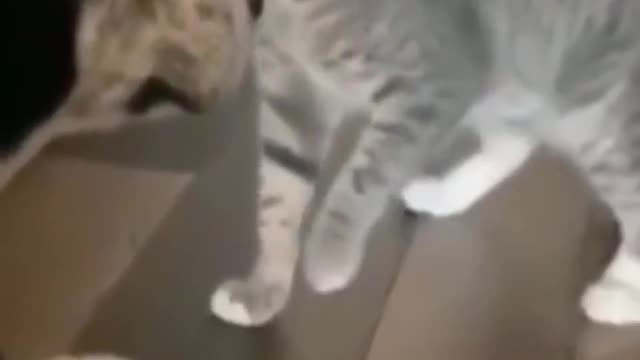 Funny animals
