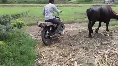 Funny Villege Video _ Buffalo