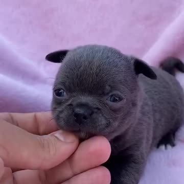 WHO IS THE MOST BEAUTIFUL THING