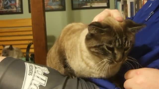 Nursing reflex in adult cat