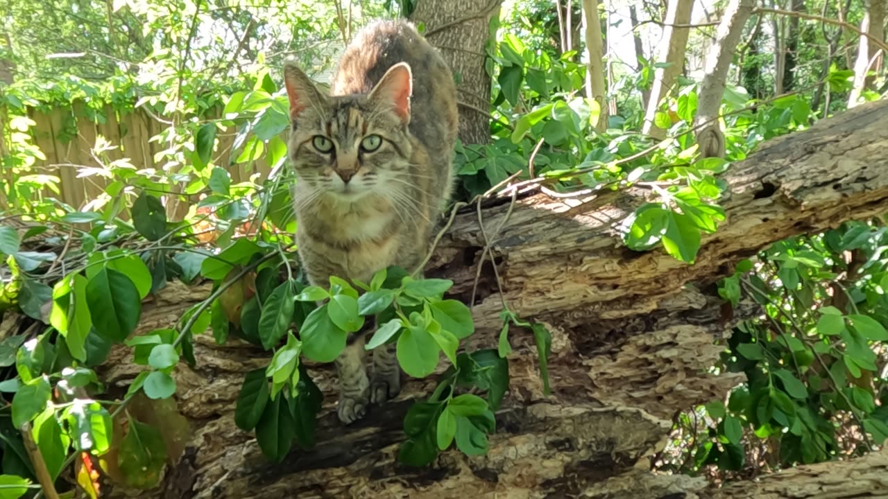 Jungle Cat
