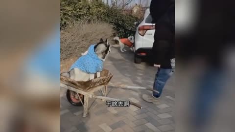 #/funny cats and dogs