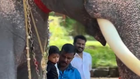 ഗണപതിയും കുഞ്ഞുവാവയും 😍❤️ #thaliparambuganapathy #keralaelephant