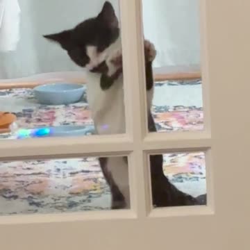 Had to lock our kitten in my office @Siskriss