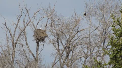 Eagle Nest