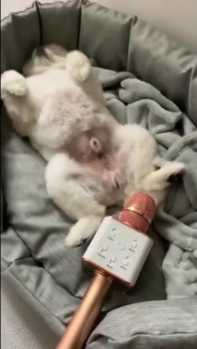 Funny Dogs _ Try Not to Laugh While Watching These Funny Dogs _ Best Funny Dog Videos 😂 2024