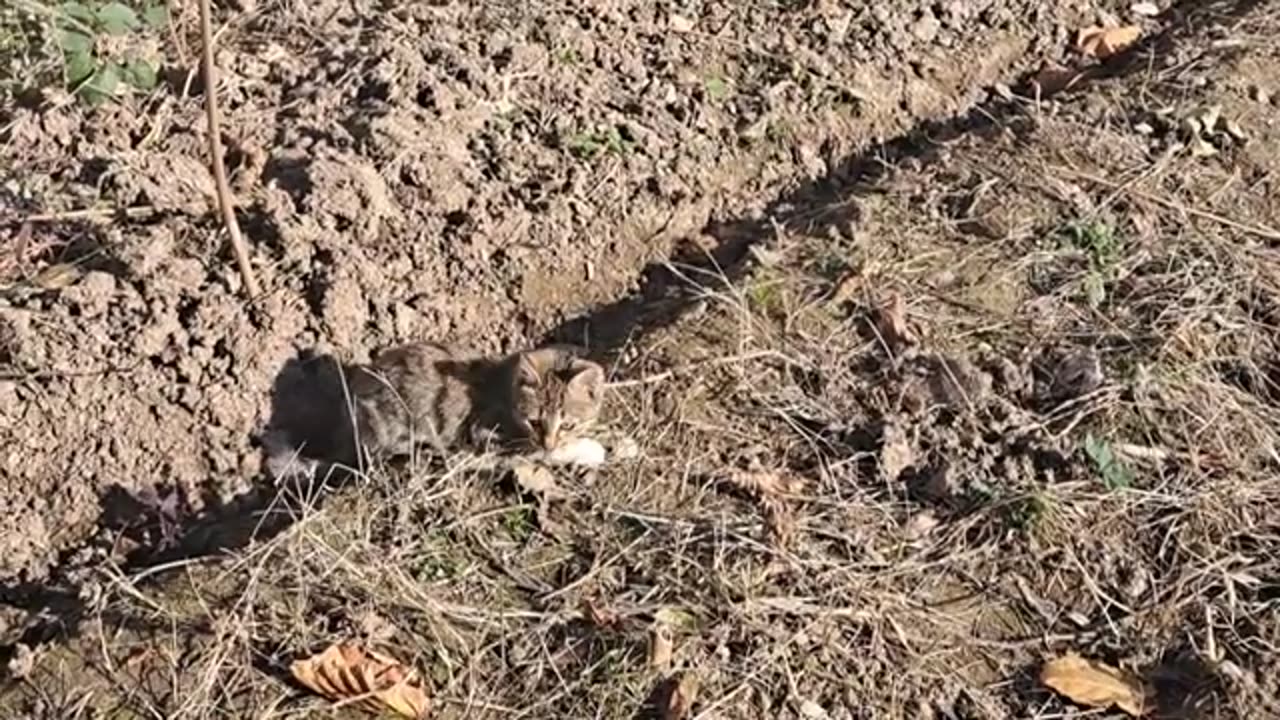 A cute playful kitten plays. This kitten is so cute.