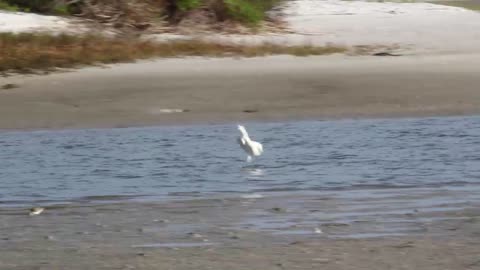 White Morph Fishing